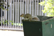 Squirrel On A Bin