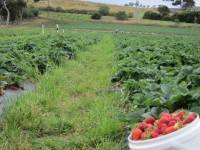 Strawberry fält