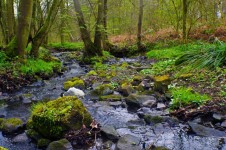 Stream In The Forest