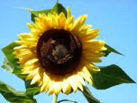 Sunflower in den Himmel