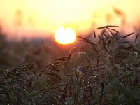 Lever du soleil et de blé
