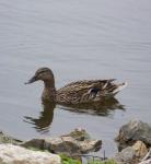 Simning Kvinna Mallard Duck