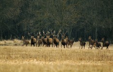 Deer forestales