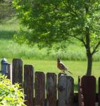 Bavard Robin sur une clôture