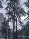 Altas árvores com neve