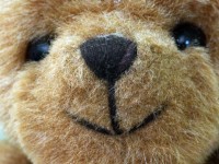Teddy Bear visage