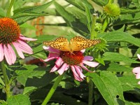 A borboleta eo Coneflower
