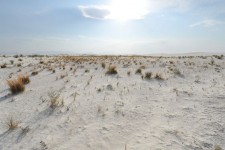 Het gras van White Sands 3
