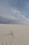 Het gras van White Sands 4