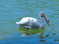 O Pelican