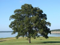 De eenzame boom