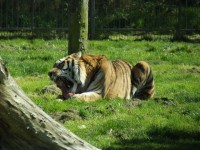Tiger - Feeding Time