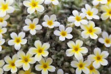 Jaunes minuscules fleurs blanches
