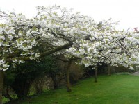 Träd Blossom