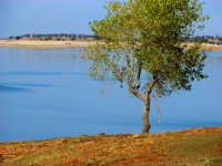 Träd vid sjön 38