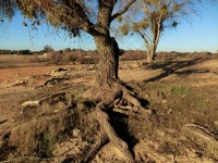 As raízes das árvores na areia 121