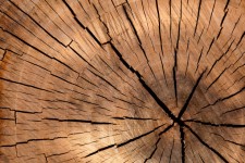 Texture souche d'arbre
