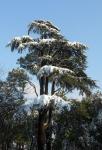 Träd med snö