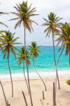 Tropisk strand med palmer