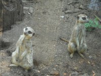 Due Meerkats