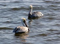 Zwei Pelikane