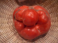 Hässliche Tomato Gewinner