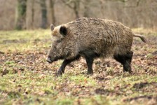 Forest Wild Boar