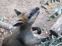 Wallaby alimentare