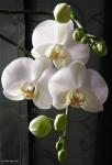 A orquídea branca