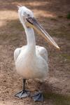 Pelicano branco