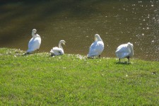 Cisnes brancos