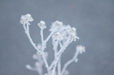 Le gel hivernal sur la plante