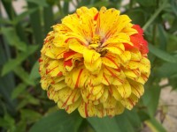 Fleur jaune et rouge