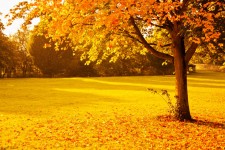 黄色の秋