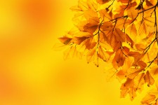 Sárga bükk levelek