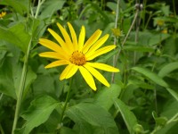 Žlutý květ