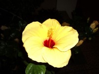 žlutý květ