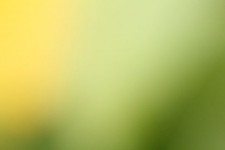 Yellow Green Blur Background