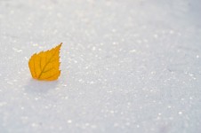 Foglia gialla sulla neve