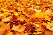 Amarillo hojas de arce
