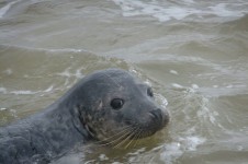 Junge Seal