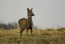 Deer in the meadow
