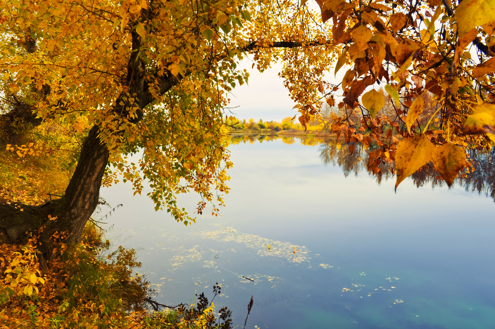 река осень деревья скачать