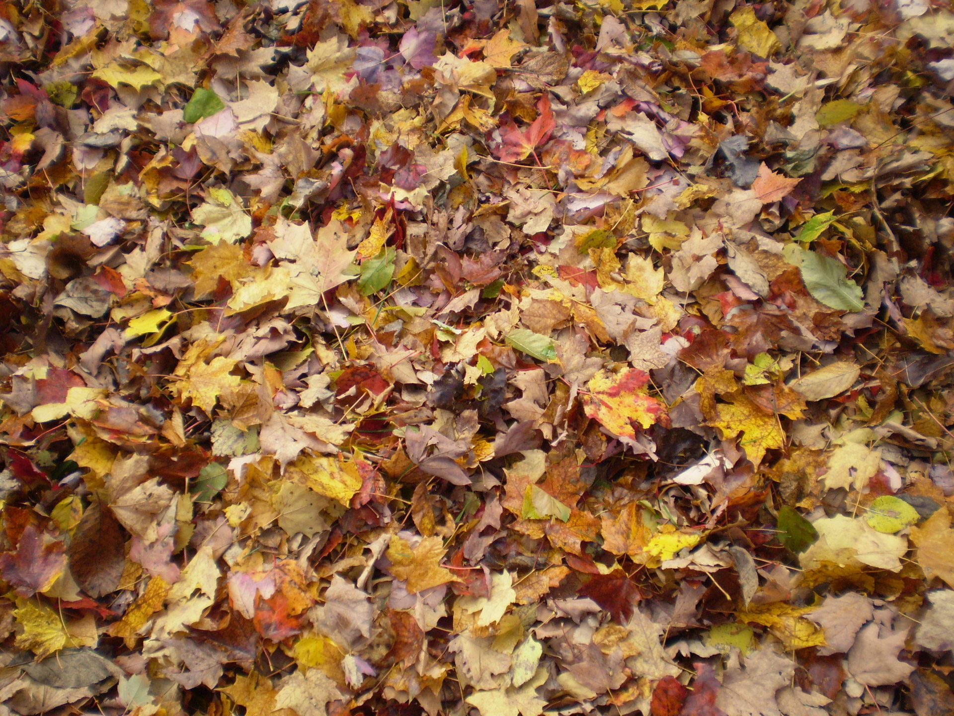 autumn-dry-leaves-free-stock-photo-public-domain-pictures