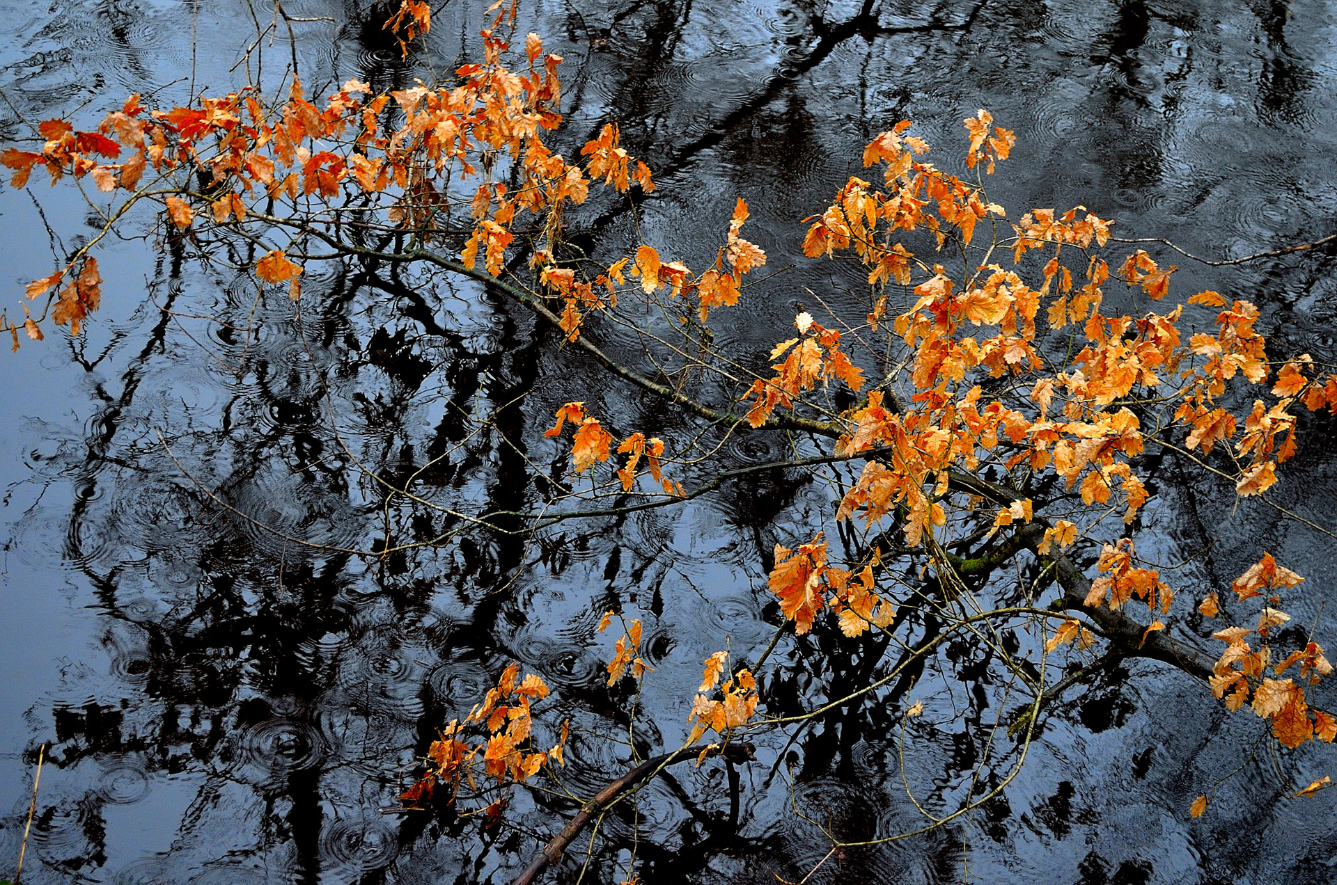 autumn-leaves-free-stock-photo-public-domain-pictures
