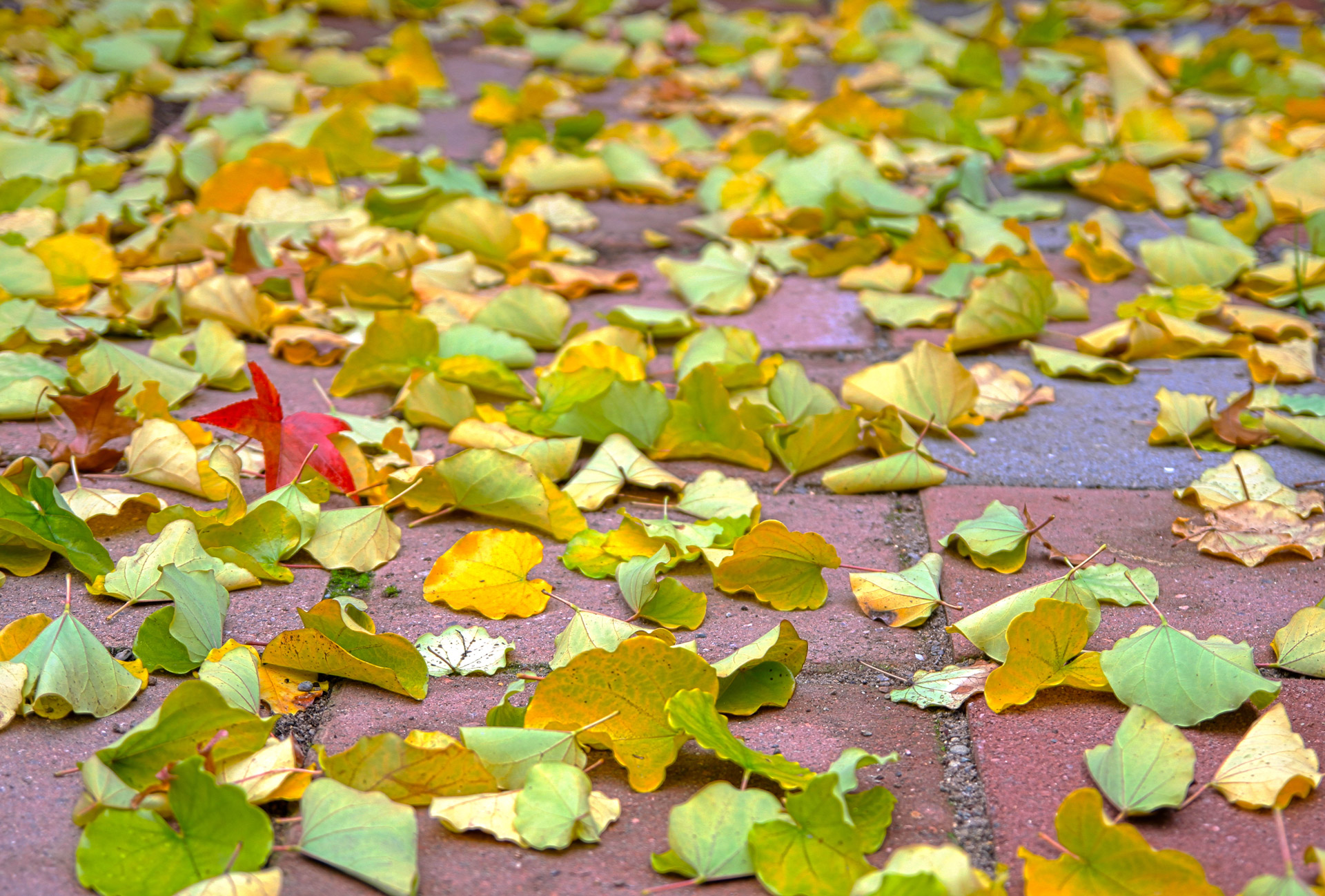 autumn-leaves-free-stock-photo-public-domain-pictures