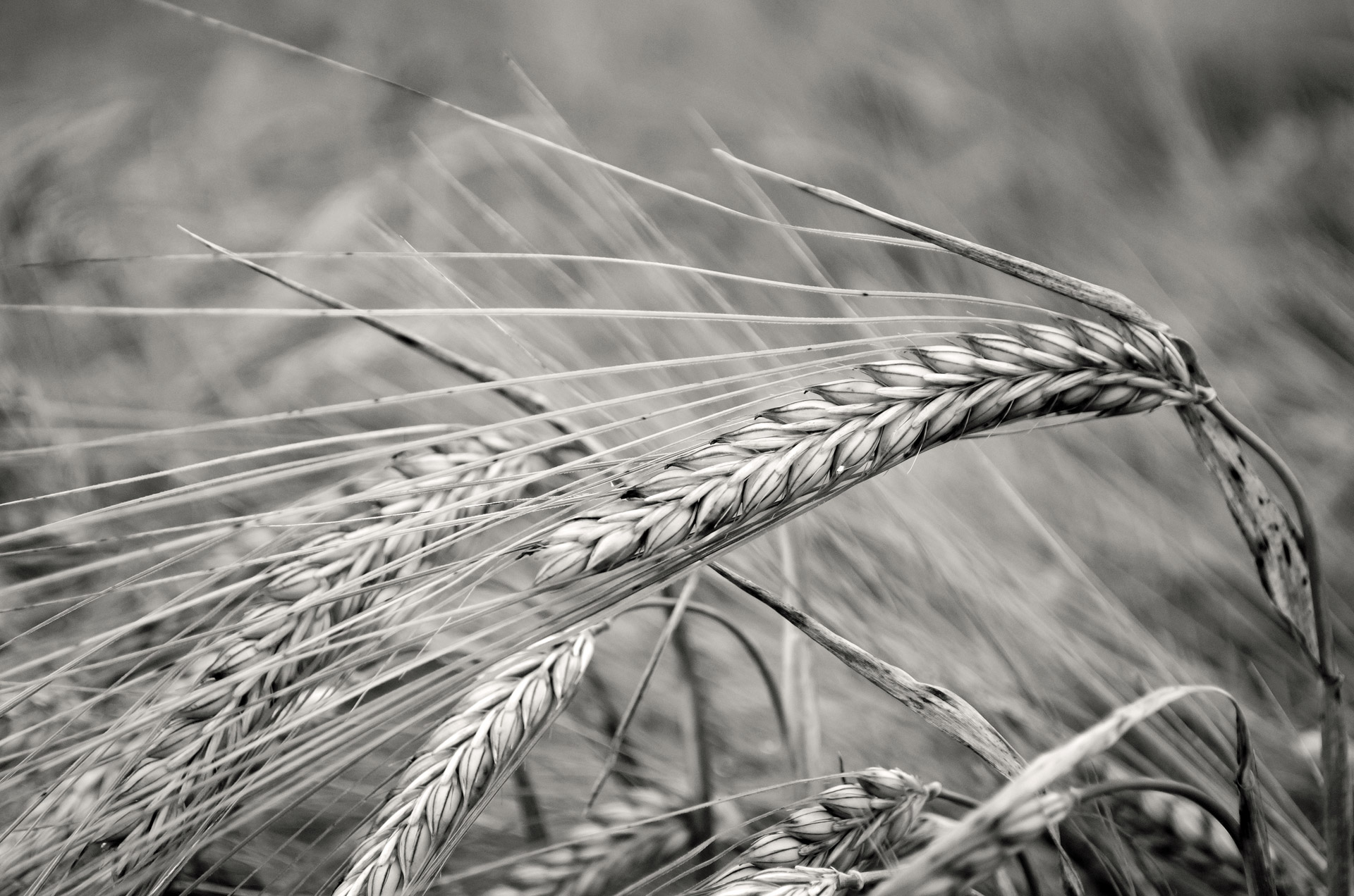 barley-free-stock-photo-public-domain-pictures