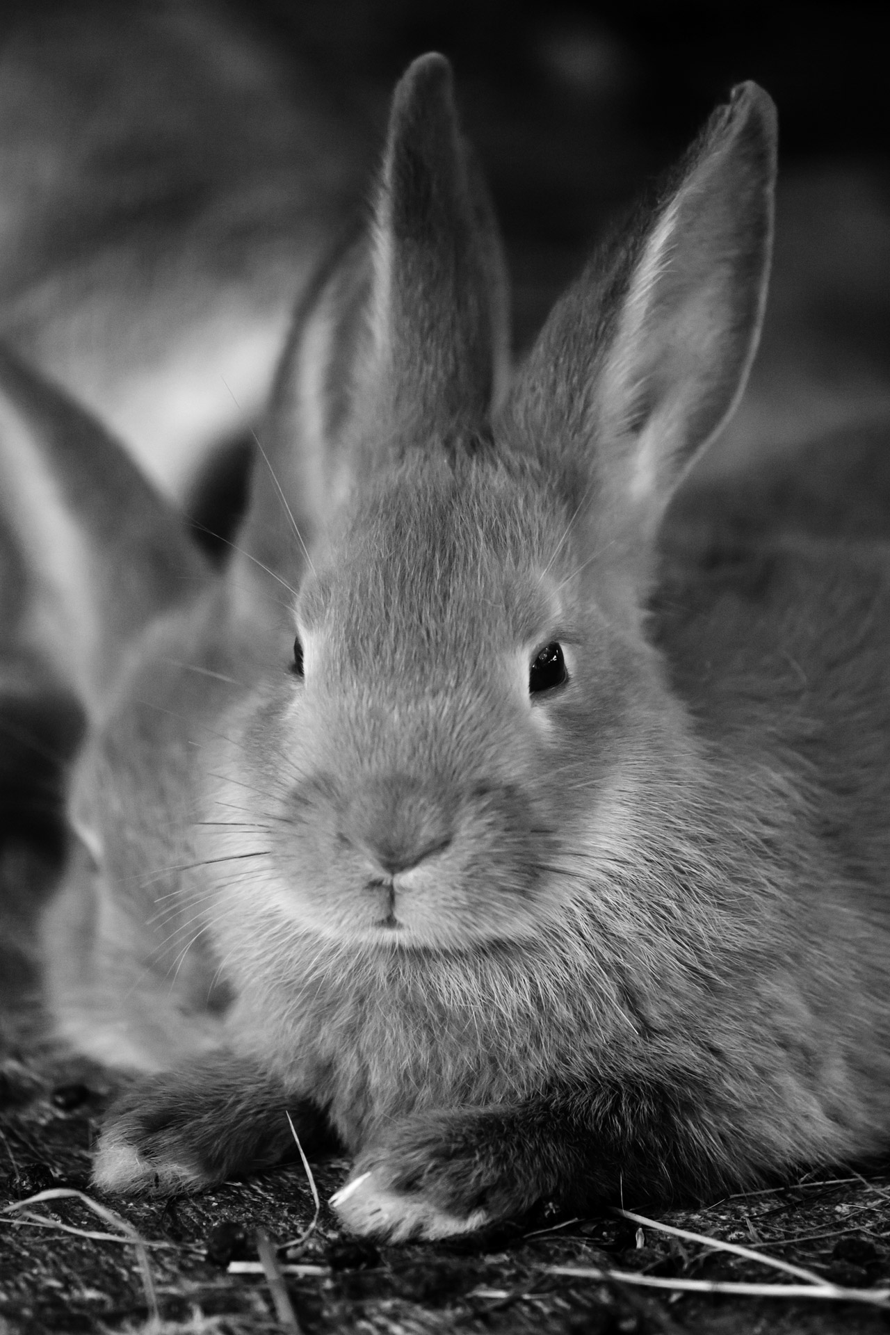 bunny-rabbit-free-stock-photo-public-domain-pictures