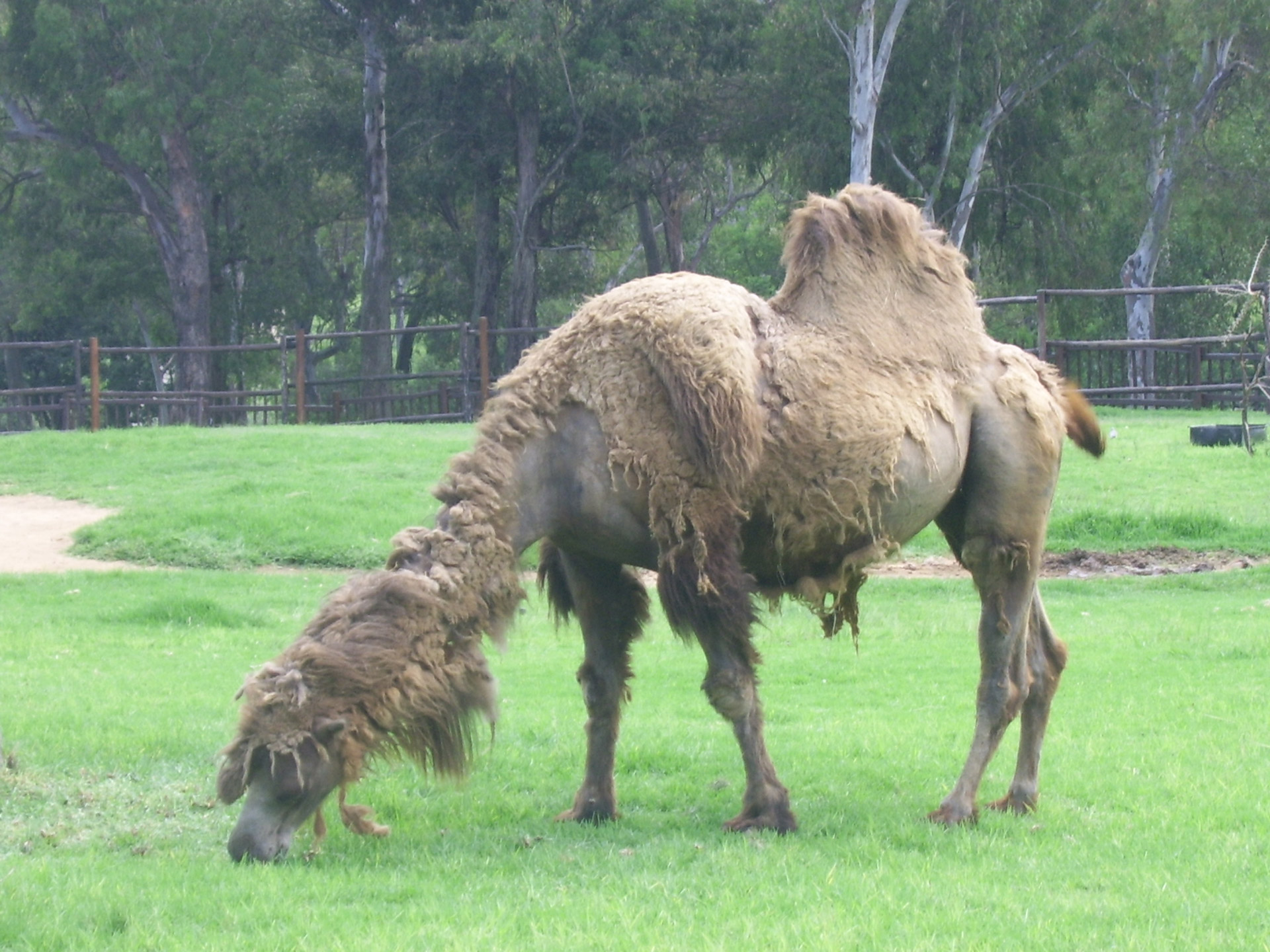 File:Camels at Camel Research Farm, Bikaner.jpg - Wikimedia Commons