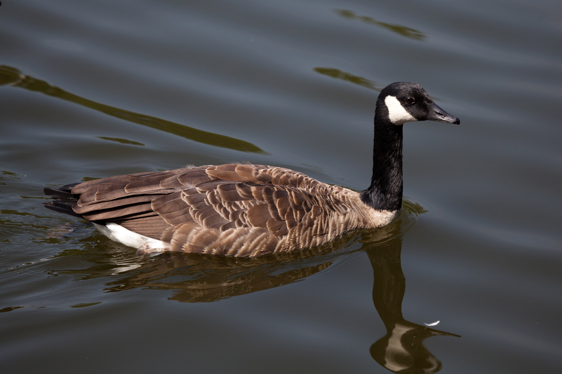 Canadian Goose Free Stock Photo Public Domain Pictures